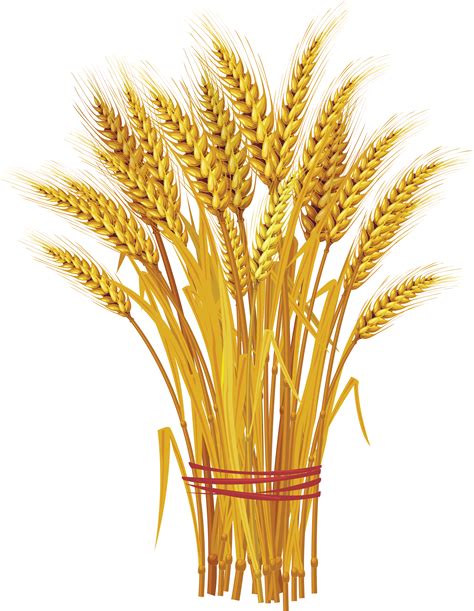 Clipart library offers about 26 high-quality wheats for free Download wheats and use any clip art,coloring,png graphics in your website, document or presentation. . Clip art wheat